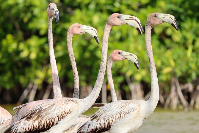 Kayaking Adventure at the Nichupte Lagoon in Cancun - Who Will Love This Tour?