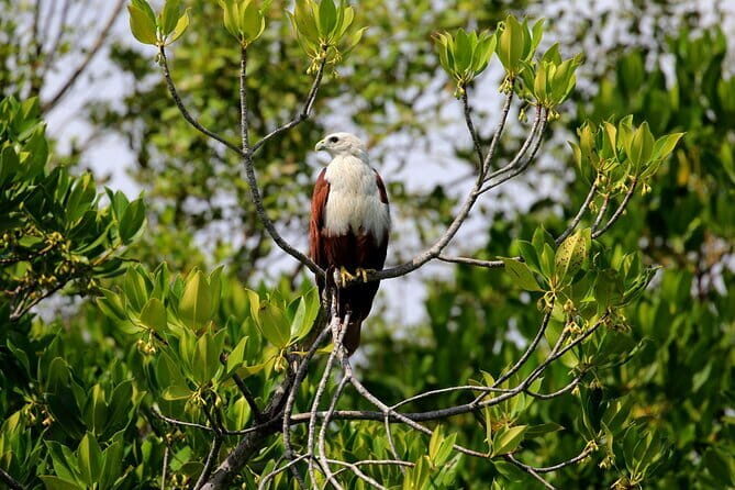 Kayaking Through the Kalpitiya Mangroves - The Sum Up