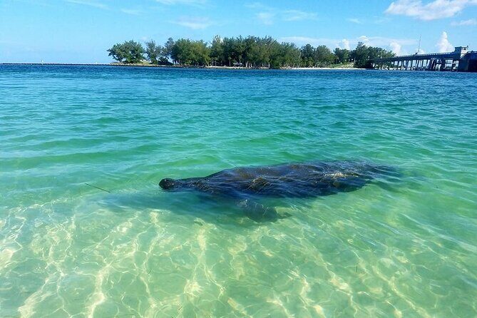 Kayaking with coastal wildlife in Sarasota Bay - What Makes This Tour Stand Out?