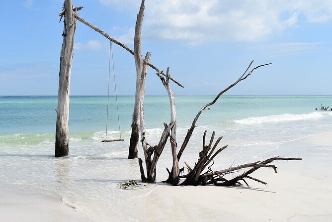 Kayaking with coastal wildlife in Sarasota Bay - The Sum Up