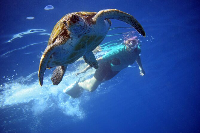 Kayaking with Dolphins and Turtles and Snorkelling in Tenerife - Key Points