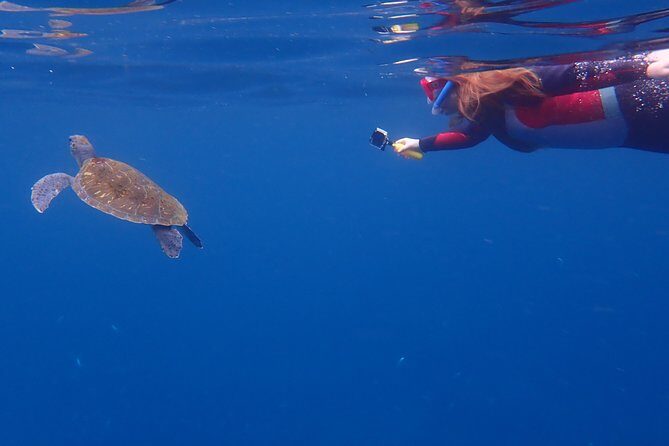 Kayaking with Dolphins and Turtles and Snorkelling in Tenerife - Who Should Book This Tour?