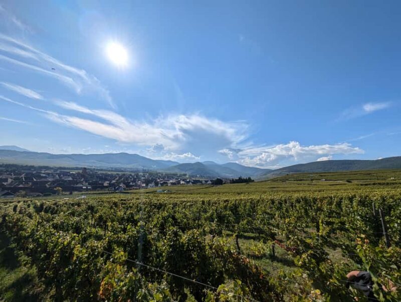 Kaysersberg Vineyard Discovery of the vineyard and wine, Domaine Meyer-Krumb - Key Points