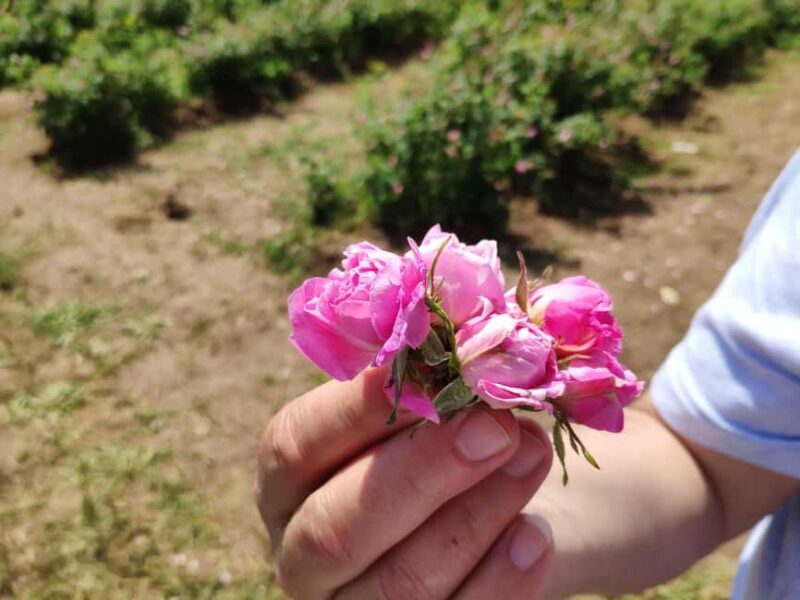 Kazanlak: Rose Festival 2025 VIP Access - Key Points