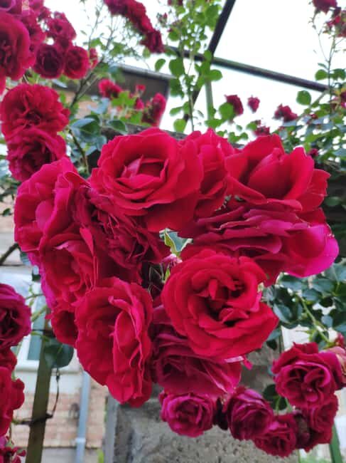 Kazanlak: Rose Festival 2025 VIP Access - The Sum Up