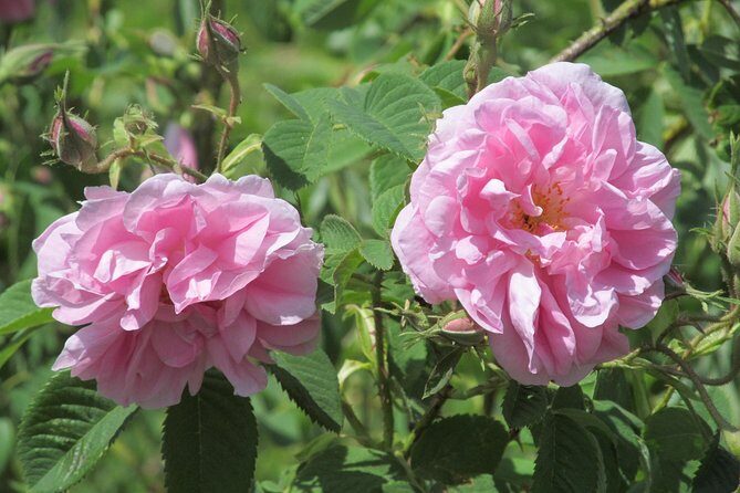 Kazanlak-Rose Valley-Valley of the Thracian Kings - private tour from Plovdiv - Exploring Bulgaria’s Hidden Gems: The Kazanlak-Rose Valley and Thracian Kings Private Tour from Plovdiv