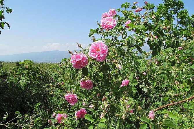 Kazanlak-Rose Valley-Valley of the Thracian Kings - private tour from Plovdiv - Who Will Love This Tour?