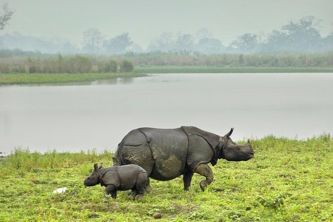 Kaziranga Indian Big Five Wildlife Tour - The Experience You Can Expect
