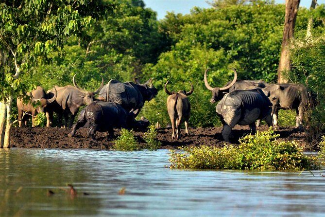 Kaziranga Indian Big Five Wildlife Tour - Who Is This Tour Best For?