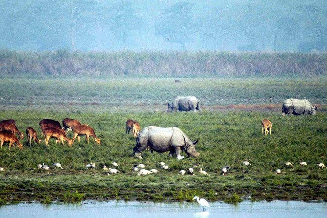 Kaziranga National Park & Guwahati - FAQs