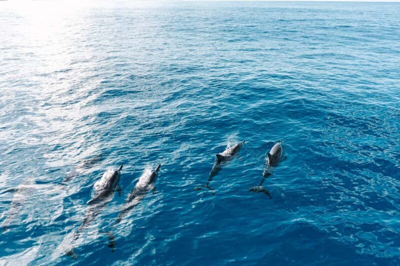 Kealakekua Bay Dolphin Watching, Snorkeling Boat Tour, BBQ - FAQ