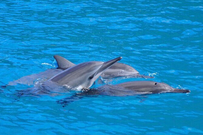 Kealakekua Bay Snorkel & Dolphin Watch In Kona - Key Points
