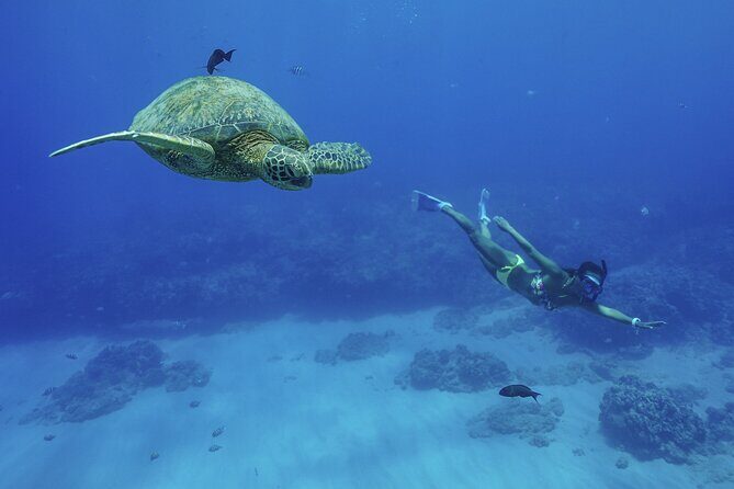 Kealakekua Bay Snorkel & Dolphin Watch In Kona - A Detailed Look at the Kealakekua Bay Snorkel & Dolphin Tour