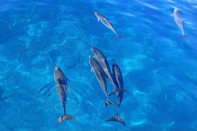 Kealakekua Bay Snorkel & Dolphin Watch In Kona - The Sum Up
