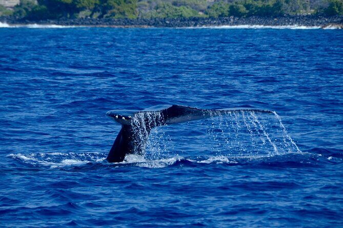 Kealakekua Bay Snorkel & Dolphin Watch In Kona - FAQ