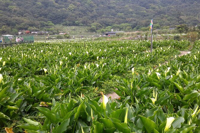 Keelung port pick up day tour ( private group) - Exploring the Itinerary