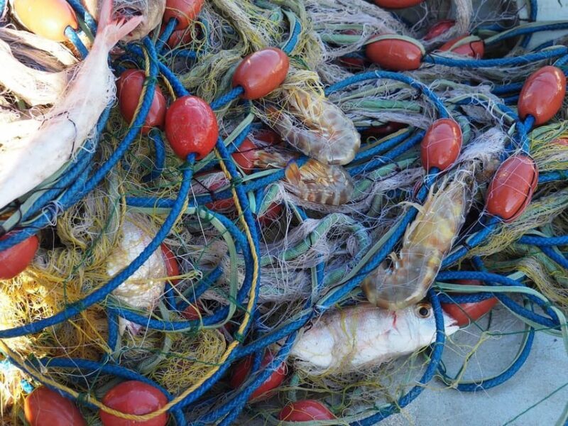 Kefalonia Fishing Tour: Tradition, Flavors & Turquoise Seas - Return Journey & Fresh Fruit Finale