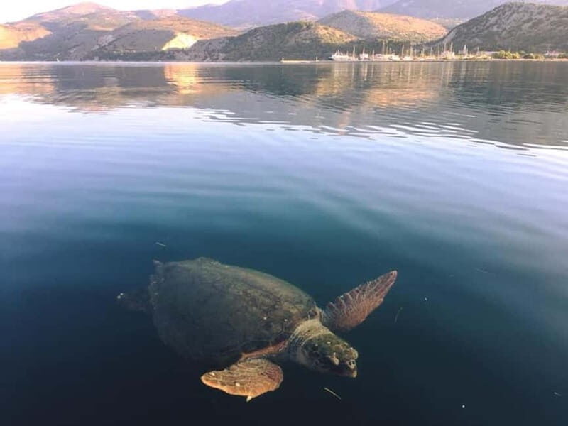 Kefalonia Nature & Beach Tour  Turtles, Caves & Hidden Gems - Who Would Enjoy This Tour?