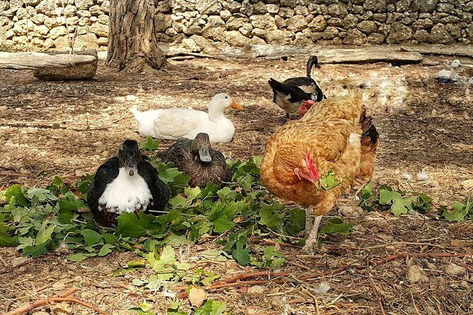 Kefalonia: Private Olive Oil, Honey & Wine Tasting Experience - Authenticity and Local Flavor