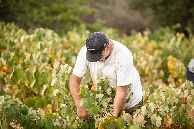 Kefalonia Wine Adventure in 3 Wineries With Tastings - Second Stop: Divino Wines and Vinegar