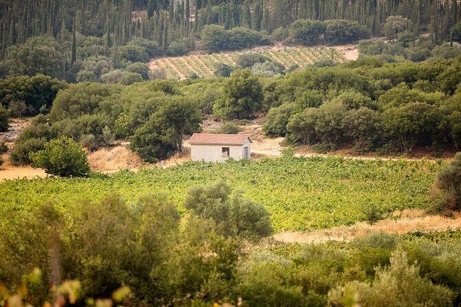 Kefalonia Wine Adventure in 3 Wineries With Tastings - Who Will Enjoy This Experience?