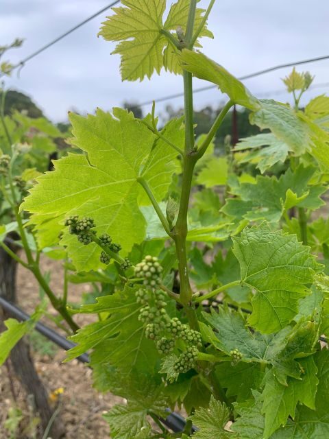 Kefalonia Wine Tour on E-Bikes - Kefalonia Wine Tour on E-Bikes: A Delight for Wine and Adventure Lovers