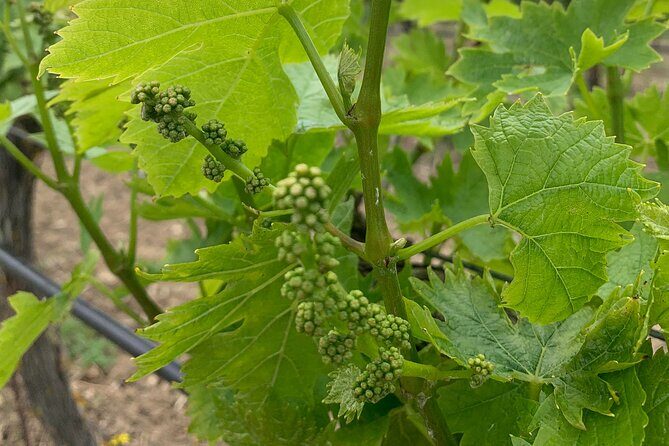 Kefalonia Wine Tour on E-Bikes - The Itinerary in Detail: What to Expect