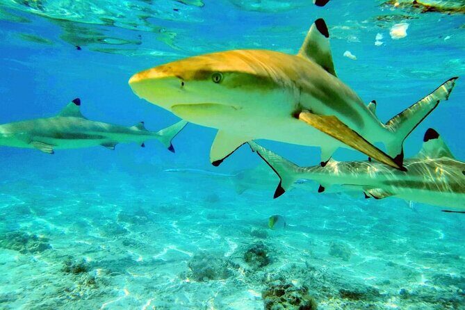 Keishi Tour Half Day Shared Excursion - The Sum Up