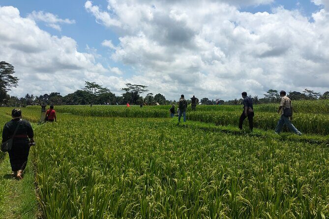 Keliki Village Tour And Rice Field Walk Including Lunch Or Dinner - Key Points