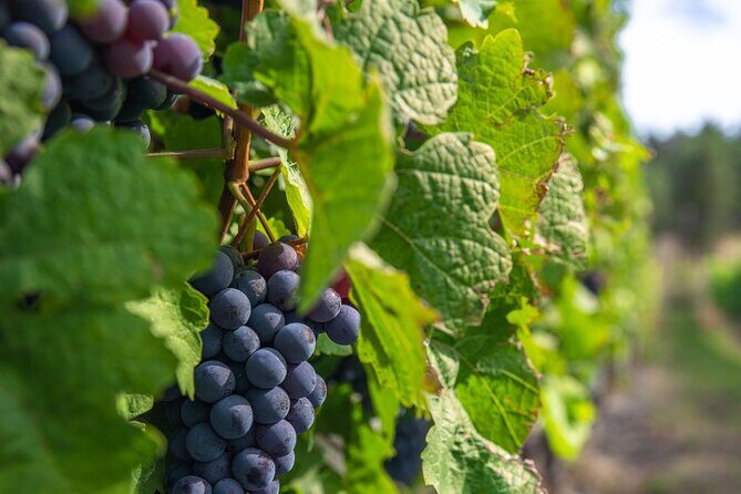 Kelowna Bachelorette Wine Tour Full Day Guided With 5 Wineries - Practical Details