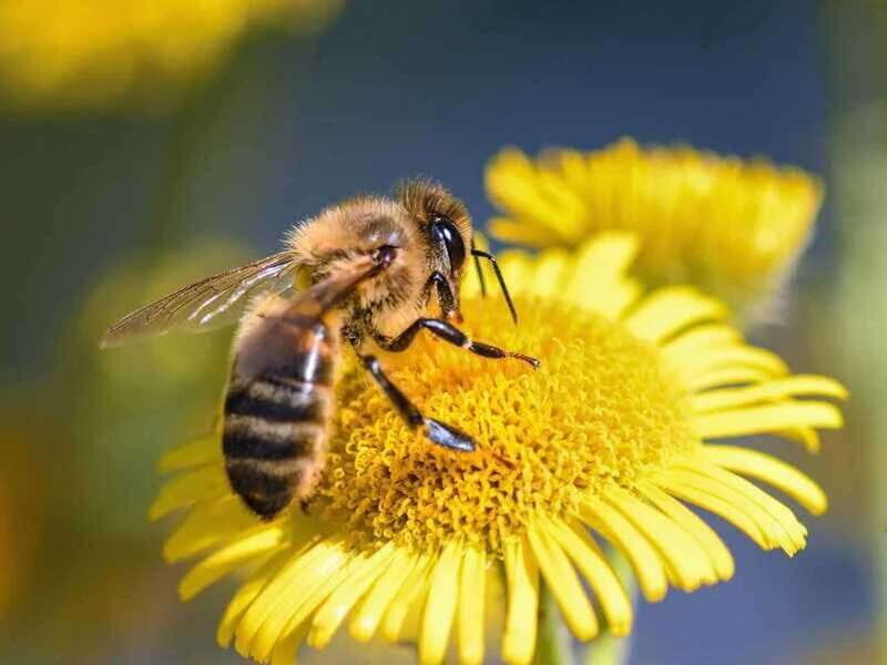 Kelowna: E-Bike Bee Tour w/ Tastings, Lunch, and Audioguide - An In-Depth Look at the Kelowna E-Bike Bee Tour