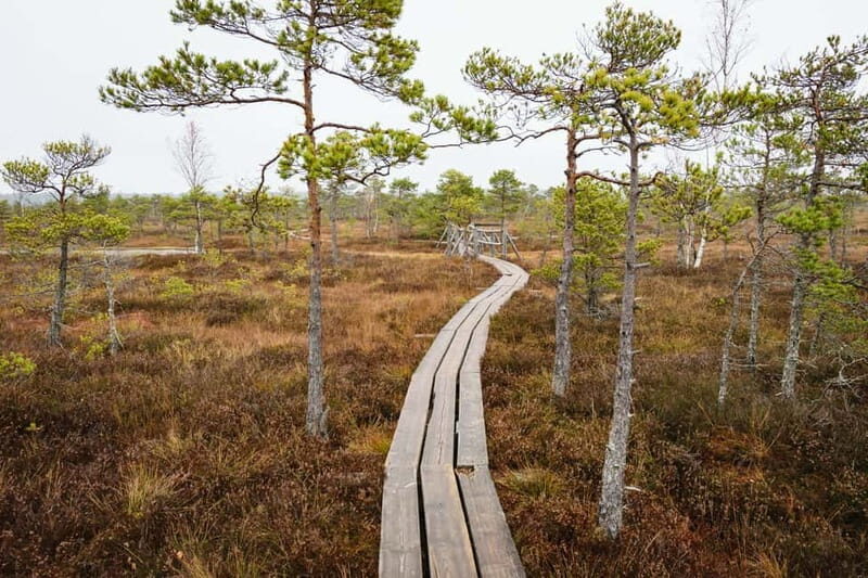 Kemeri National Park & Baltic Seaside Tour Bog Boardwalk - What Makes This Tour Stand Out?