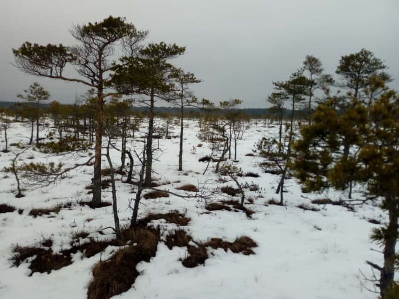 Kemeri National Park Bog Trail near Riga - The Sum Up