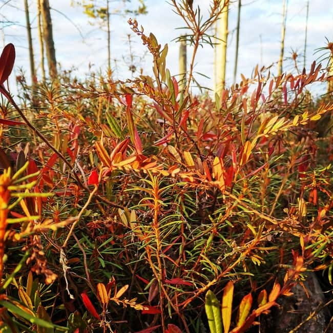 Kemeri National Park Outdoor Tour - Seaside Views and Optional Extra Stops