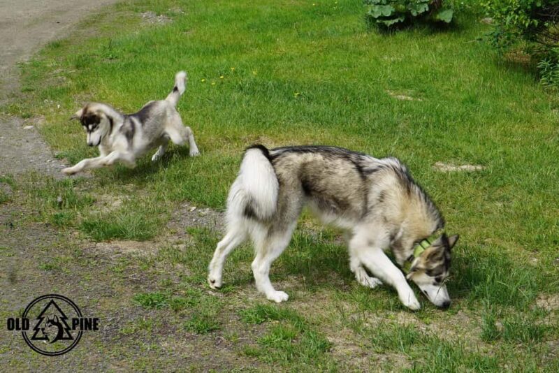 Kemi-Tornio: Husky Farm Visit with Hotel Pickup - summer - Exploring the Finnish Wilderness: Husky Farm Visit with Hotel Pickup