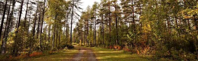 Kemi-Tornio: Husky Farm Visit with Hotel Pickup - summer - Analyzing the Value: Is It Worth the Price?