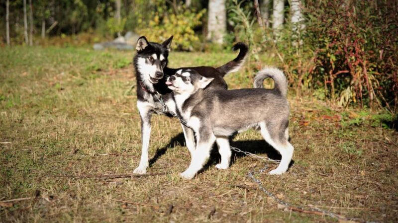 Kemi-Tornio: Husky Farm Visit with Hotel Pickup - summer - Practical Tips for Your Visit