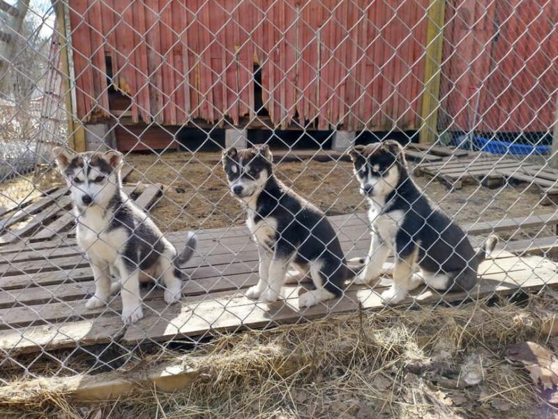 Kemi-Tornio: Husky Farm Visit with Hotel Pickup - summer - FAQs