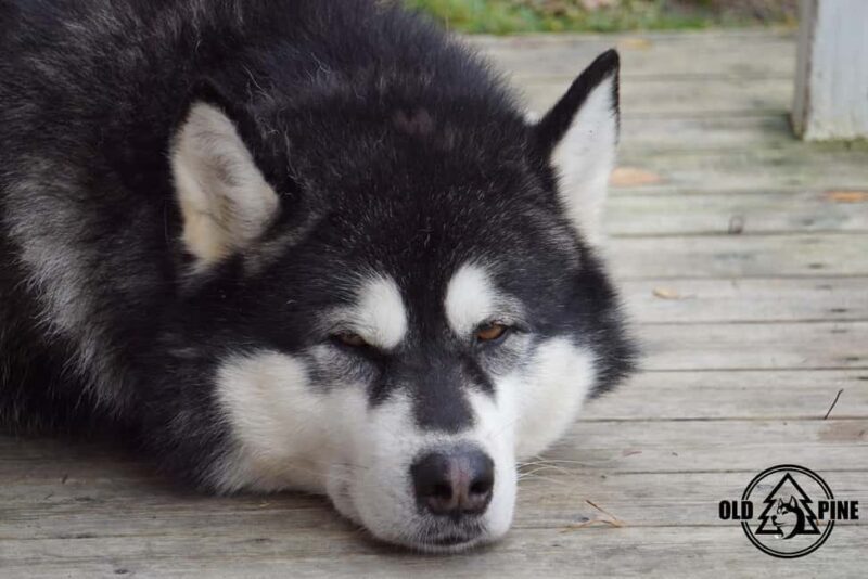 Kemi-Tornio: Husky Farm Visit with Hotel Pickup - summer - Final Thoughts