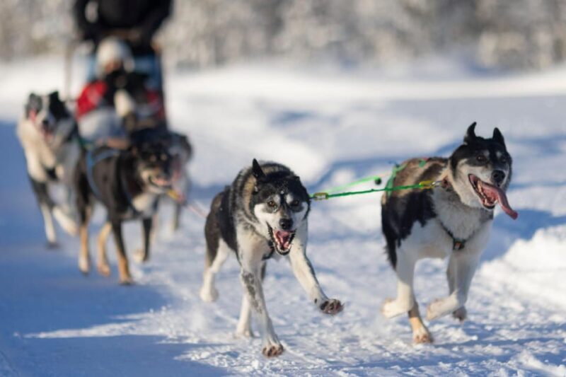 Kemi-Tornio: Husky Sled Ride with Hot Drink - Final Thoughts: Is It Worth It?