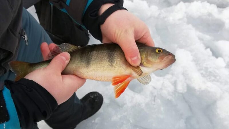 Kemi-Tornio: Ice Fishing Safari with Snowmobiles - Key Points
