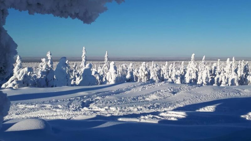 Kemi-Tornio: Snowmobile Forest Safari w/ Hot Drink & Snacks - An In-Depth Look at the Snowmobile Forest Safari