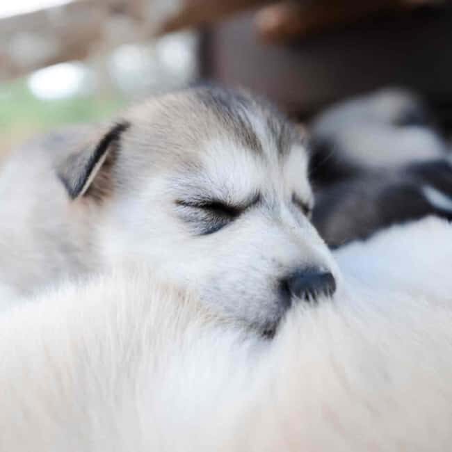 Kemijärvi: Insider 10 km Self-Drive Husky Sledding Adventure - An In-Depth Look at the Husky Sledding Experience