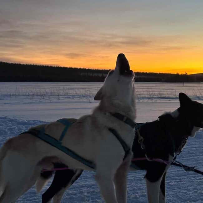 Kemijärvi: Insider 10 km Self-Drive Husky Sledding Adventure - FAQ