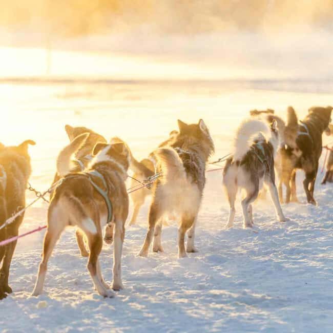 Kemijärvi: Insider Husky Self-Drive 5km Safari - Key Points