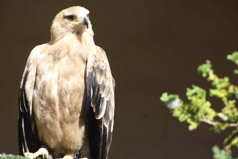 Kent: Eagle Heights Wildlife Foundation Entry Ticket - Key Points