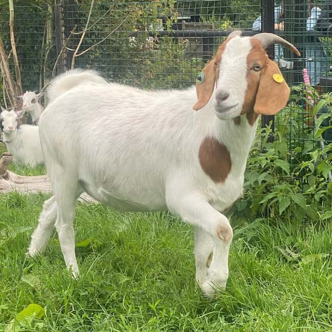 Kent: Eagle Heights Wildlife Foundation Entry Ticket - The Sum Up