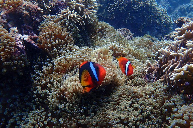 Kenting, TaiwanSnorkeling Free underwater photography One-on-one with instructorTaiwan Diving Snorkeling - Authentic Experiences Highlighted by Reviewers