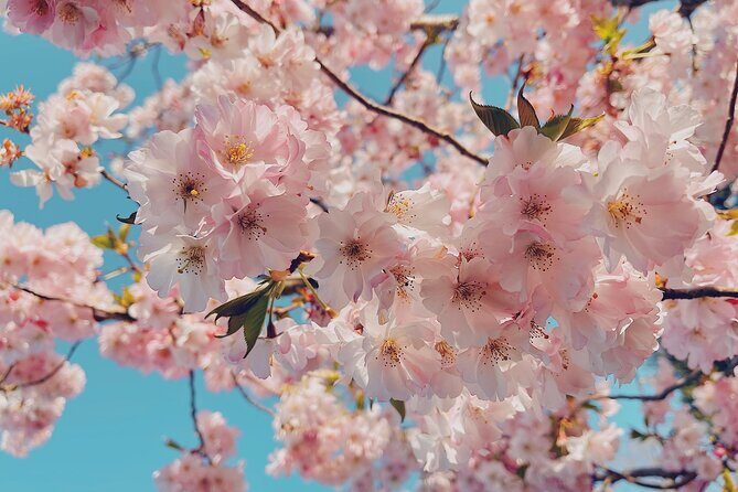 Kenwood Cherry Blossoms: Washington DC Half-Day Escape - Who Should Book This Tour?