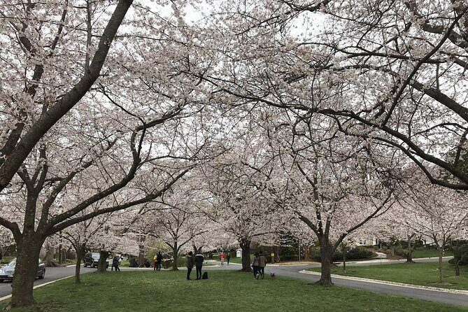 Kenwood Cherry Blossoms: Washington DC Half-Day Escape - Final Thoughts